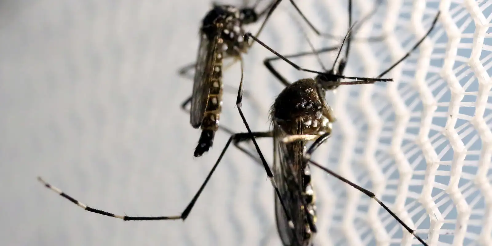 aedes-aegypti:-quase-metade-dos-municipios-esta-em-alerta-ou-risco