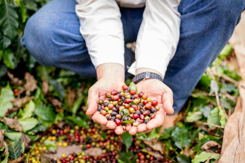 cafe-que-conta-historia:-10-curiosidades-sobre-a-producao-paulista