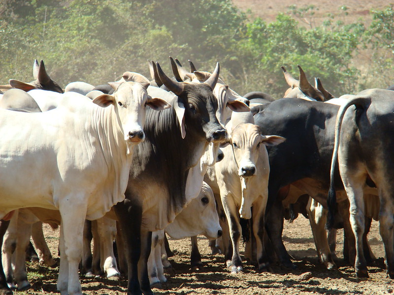 dia-nacional-da-pecuaria:-produtores-podem-receber-credito-do-banco-do-povo-e-fomento-do-sp-produz-para-ampliar-negocios