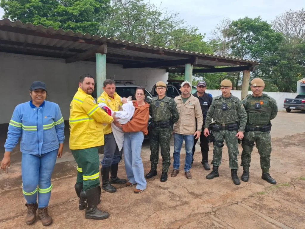 fundacao-florestal-resgata-filhote-de-anta-no-oeste-paulista