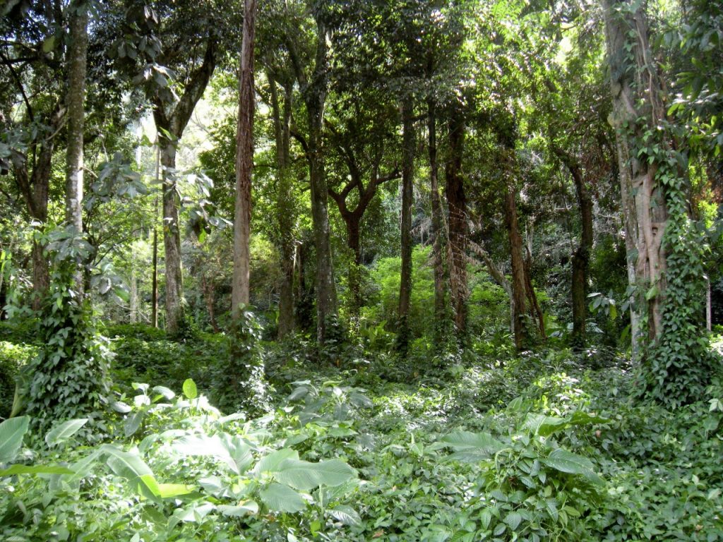 concurso-da-fundacao-florestal-com-quase-11-mil-inscritos-avanca-para-nova-etapa