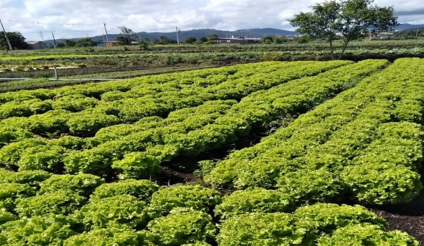 governo-de-sp-libera-r$-2-milhoes-em-credito-emergencial-para-produtores-afetados-por-temporais-em-mogi-das-cruzes