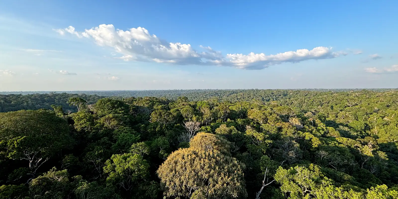 amazonia-e-cerrado-evitaram-emissoes-equivalentes-as-do-japao
